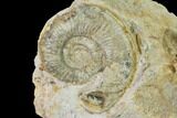 Bathonian Ammonite (Perisphinctes) Fossil - France #152737-1